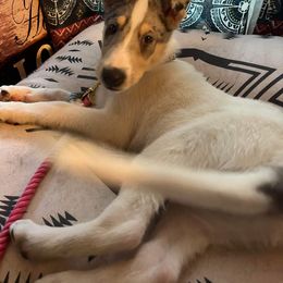 Collie Puppies from Lakeside Collies