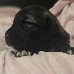 Anatolian Shepherd Dog Puppies from Florida Anatolian Shepherds