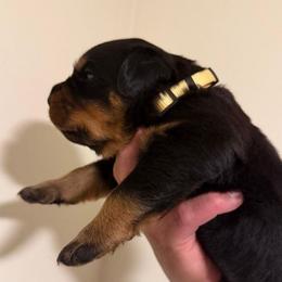 Yellow Boy - Black and mahogany male Rottweiler puppy in Evansville, Indiana from Royalhaus Rottweilers