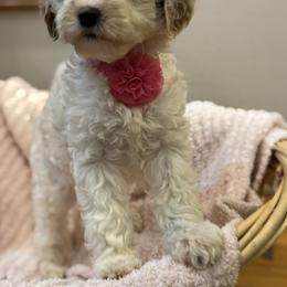 Izzy - Parti female Goldendoodle puppy in Sauk Village, Illinois from Regal Canine Creations