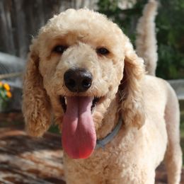 Fluffy - Poodle