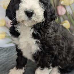 Willow - Black and white Sheepadoodle puppy in Seaman, Ohio from Ohio Valley Sheepadoodles