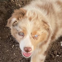 Boy 7 - Red merle Australian Shepherd puppy in Blum, Texas from 4P Poteet Farms