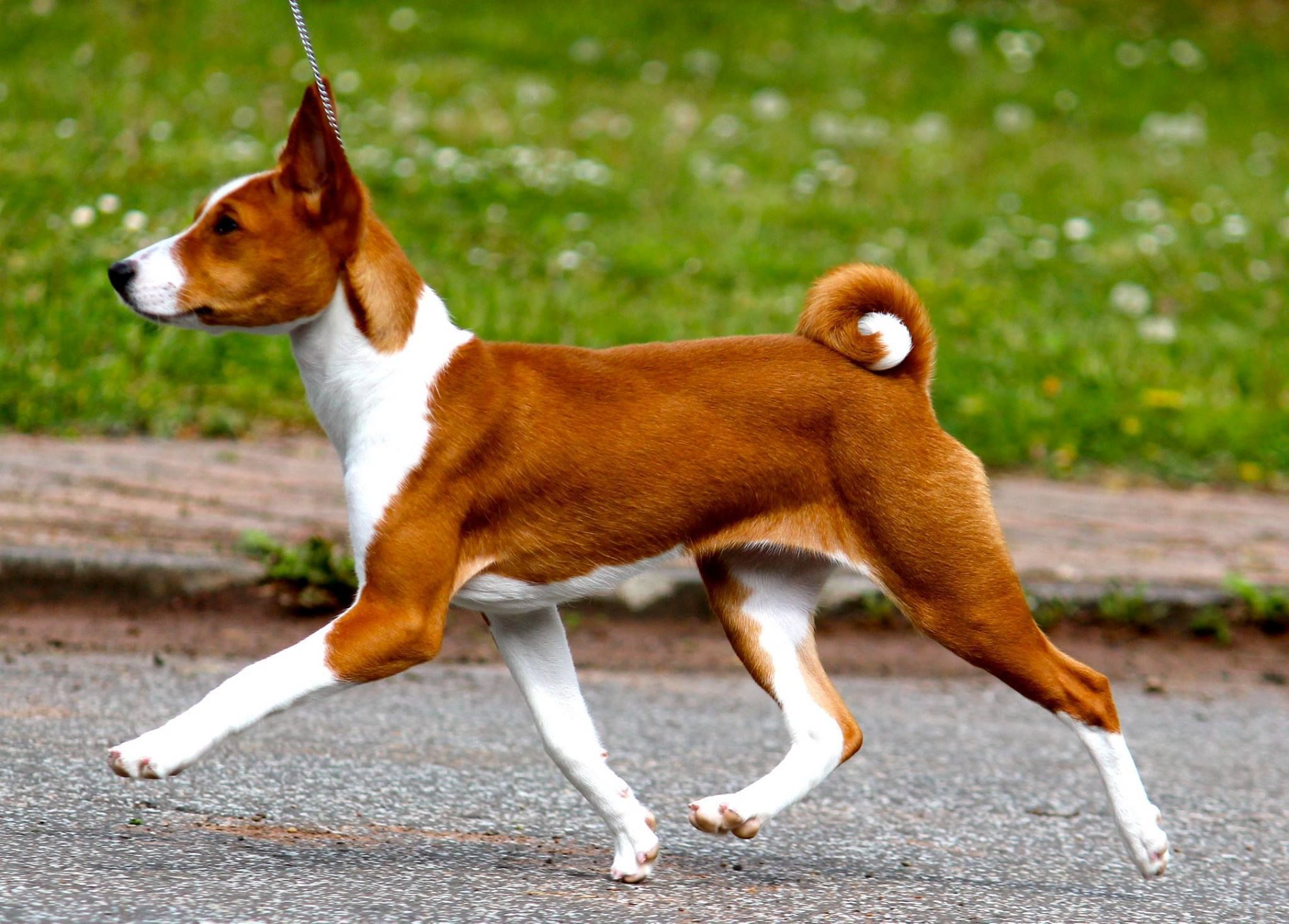 Basenji trotting on lead