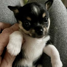 Romeo - Black and tan male Chihuahua puppy in Windsor, South Carolina from Gemstone Chihuahuas