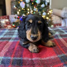 Prancer - Black and tan female Dachshund puppy in Mascot, Tennessee from Magnolia Pearl Dachshunds