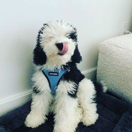 Bernedoodle Puppies from Natchez Trace Doodles