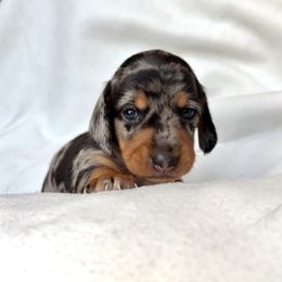 Boy 2 - Dapple male Dachshund puppy in Hollidaysburg, Pennsylvania from Weenie Bros