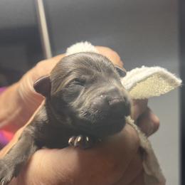 Boy 3 - Liver male Miniature Schnauzer puppy in Pensacola, Florida from Reservoir Dogs
