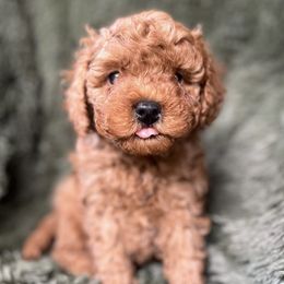 Cavapoos and Goldendoodles from Supreme Doodles