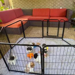 Pomeranian Puppies from "Prissy Pups"