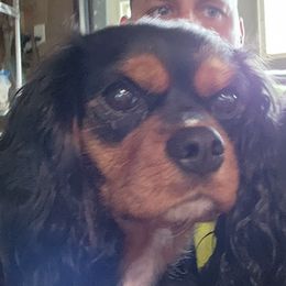 Ruby - Cavalier King Charles Spaniel