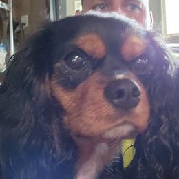 Ruby - Cavalier King Charles Spaniel