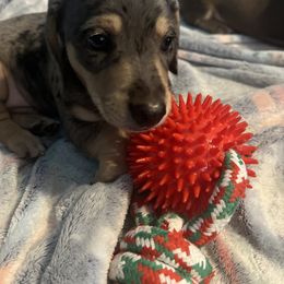 Dachshund Puppies from M&M Pups