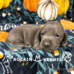 Blue solid - Blue and tan male Dachshund puppy in George West, Texas from Rockin M Kennel