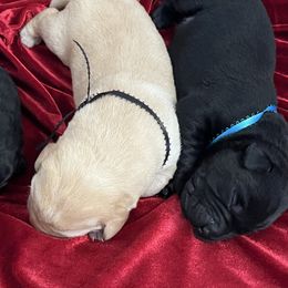 Black male - blue collar - Black male Labrador Retriever puppy in Beaverdam, Virginia from Gold Heart Labradors