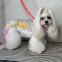 Lacey - Maltese