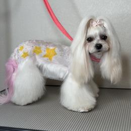 Lacey - Maltese