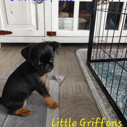 Brussels Griffon Puppies from Little Griffons