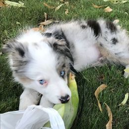 Border Collie Puppies from Cascade Sun Kennels