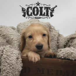 Colt - Cream male Dachshund puppy in Wylie, Texas from Lawson's Kennel