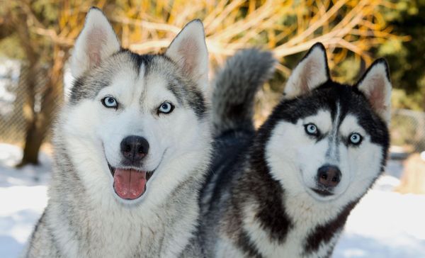 2 siberian huskies look at the camera. they are outside with a snowy backdrop.