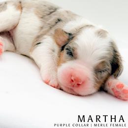 Martha - female Australian Mountain Doodle puppy in Tipton, Indiana from Country Creek Doodles