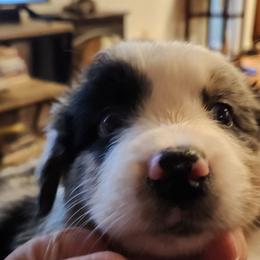 Cry Baby - Blue merle female Australian Shepherd puppy in Tallahassee, Florida from H&H Red Gate Farm