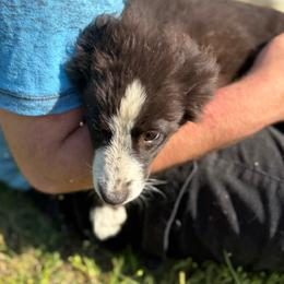 Badger bear - Black & white male Australian Shepherd puppy in Four Oaks, North Carolina from RoseWest Farms
