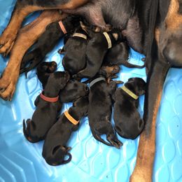 Boy 5 - Doberman Pinscher puppy in Wellington, Florida from Here Comes Doberman House