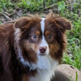 Penny - Miniature Australian Shepherd