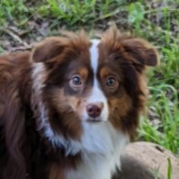 Penny - Miniature Australian Shepherd