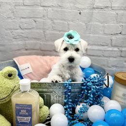 Miniature Schnauzer Puppies from Schnauzers on Robinson Lane
