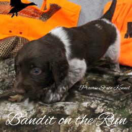 Bandit on the Run - Brown and white male Kleine Munsterlander puppy in New Lenox, Illinois from Prairie State Kennel