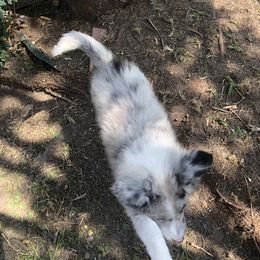 Shetland Sheepdog Puppies from Landers Majestic Shetland Sheepdogs