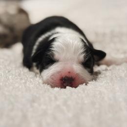 Nora - Black tri-color female Australian Shepherd puppy in Polk City, Florida from Skaky Shepherds