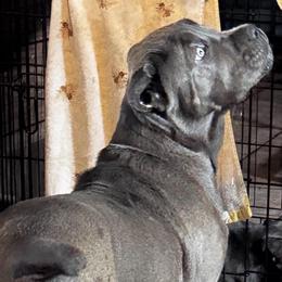 Fred - Gray male Cane Corso puppy in El Dorado, Arkansas from Lower Arkansas Cane Corso