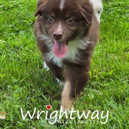 Clay - Red tri male Miniature Australian Shepherd puppy in Dowagiac, Michigan from Wrightway Wigglebutts