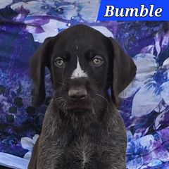 Liver male 3 - Liver and white male German Wirehaired Pointer puppy in Wellston, Ohio from Blue Line GWPs