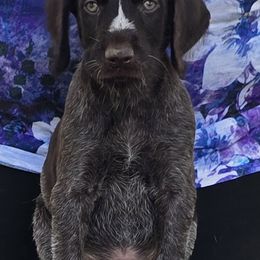 Liver male 3 - Liver and white male German Wirehaired Pointer puppy in Wellston, Ohio from Blue Line GWPs