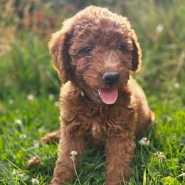 Copper - Red male Labradoodle puppy in Clinton, Ohio from P&L Doodles