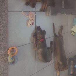 German Shepherd Puppies from Shepherds Vom BLR Haus