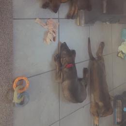 German Shepherd Puppies from Shepherds Vom BLR Haus
