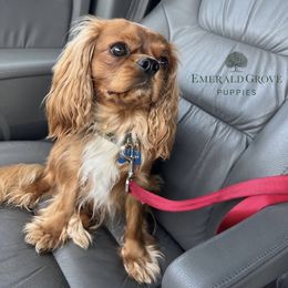 Cavalier King Charles Spaniel and Golden Retriever All Grown Up from Emerald Grove Puppies
