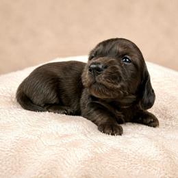 Yellow Boy - Chocolate male Dachshund puppy in Crandall, Texas from The Weenie Hut LLC
