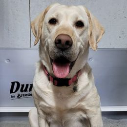 Labrador Retrievers from Mountain Valley Kennels