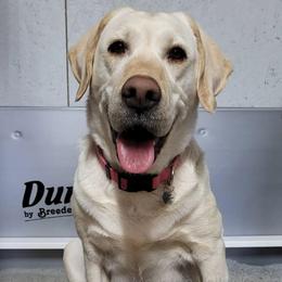 Labrador Retrievers from Mountain Valley Kennels
