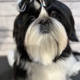 Shih Tzu Puppies from Delight Shihtzu