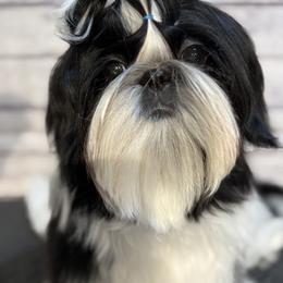 Shih Tzu Puppies from Delight Shihtzu