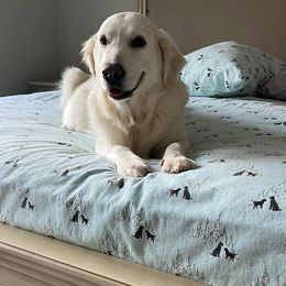 Golden Retrievers from ZenSpawt